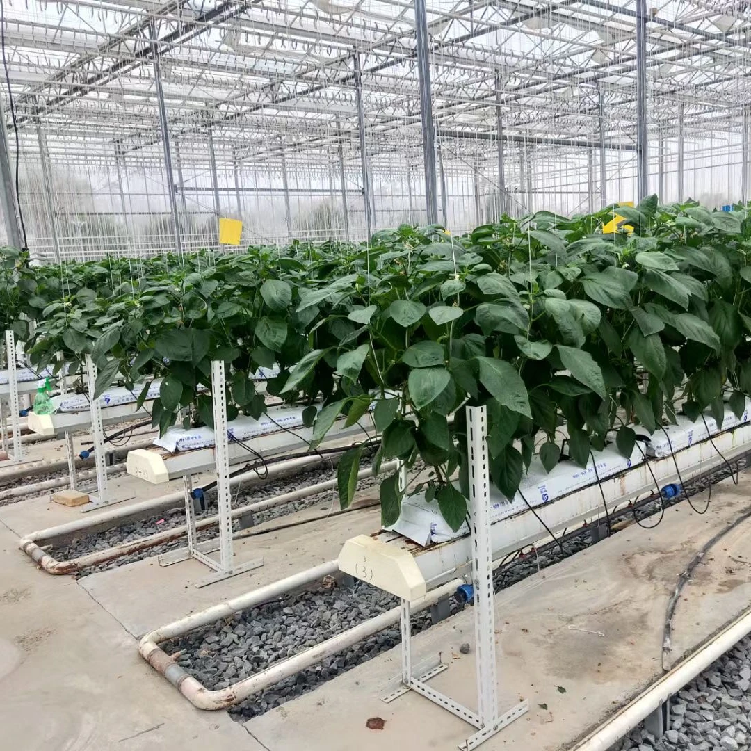 Tomatoes Hydroponics And Coconut Cultivation Equipment/hydroponics Growing Systems /hydroponic Trays
