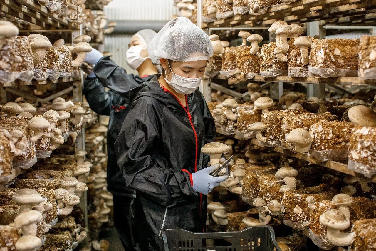 Japan excellent cost performance buy dry mushroom magic slices