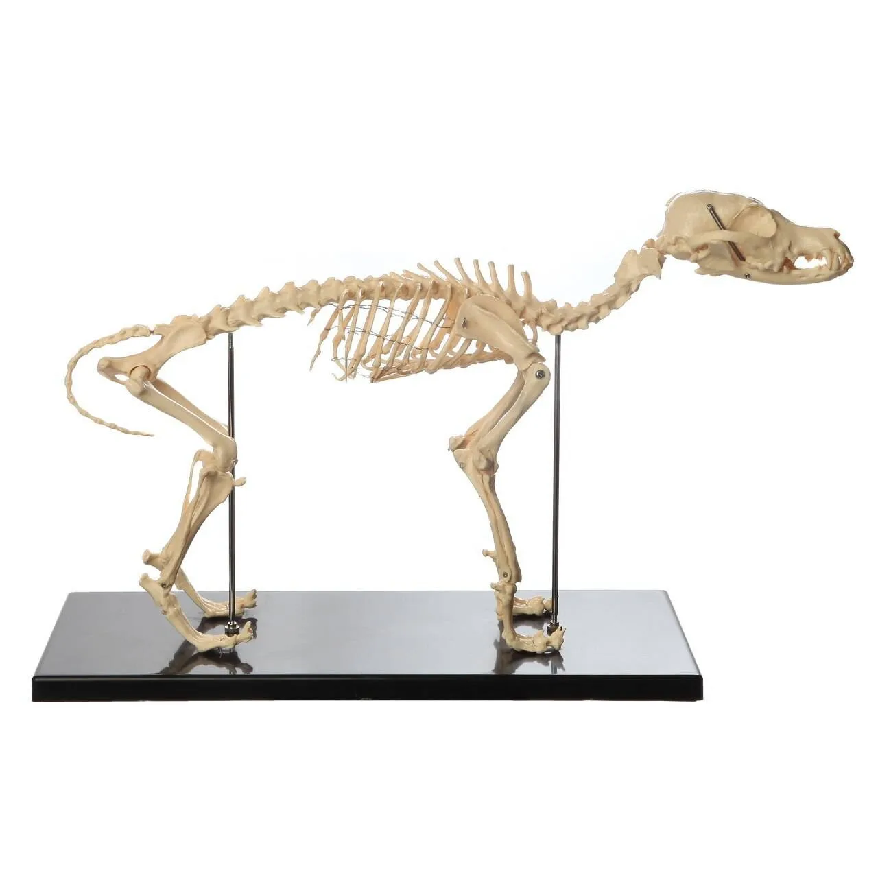 Veterinary Dog Hip Joint Anatomical Model For Teaching Animal Lumbar Skeleton Anatomy Model