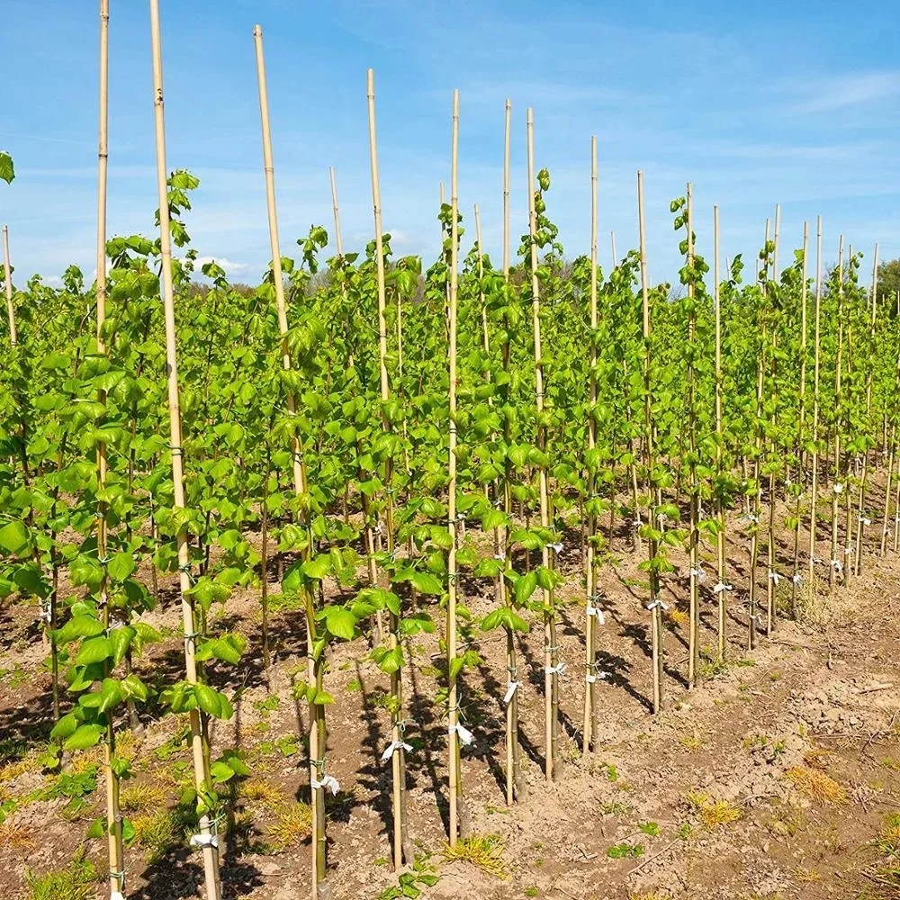 Natural Eco-friendly yellow raw bamboo poles For Plants Stand