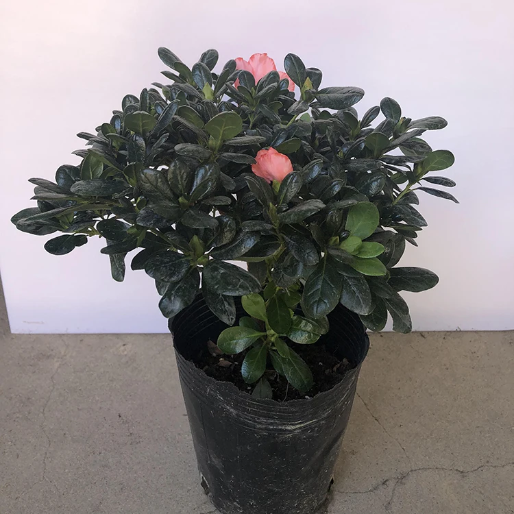 
natural azalea plant live plantas azaleas 