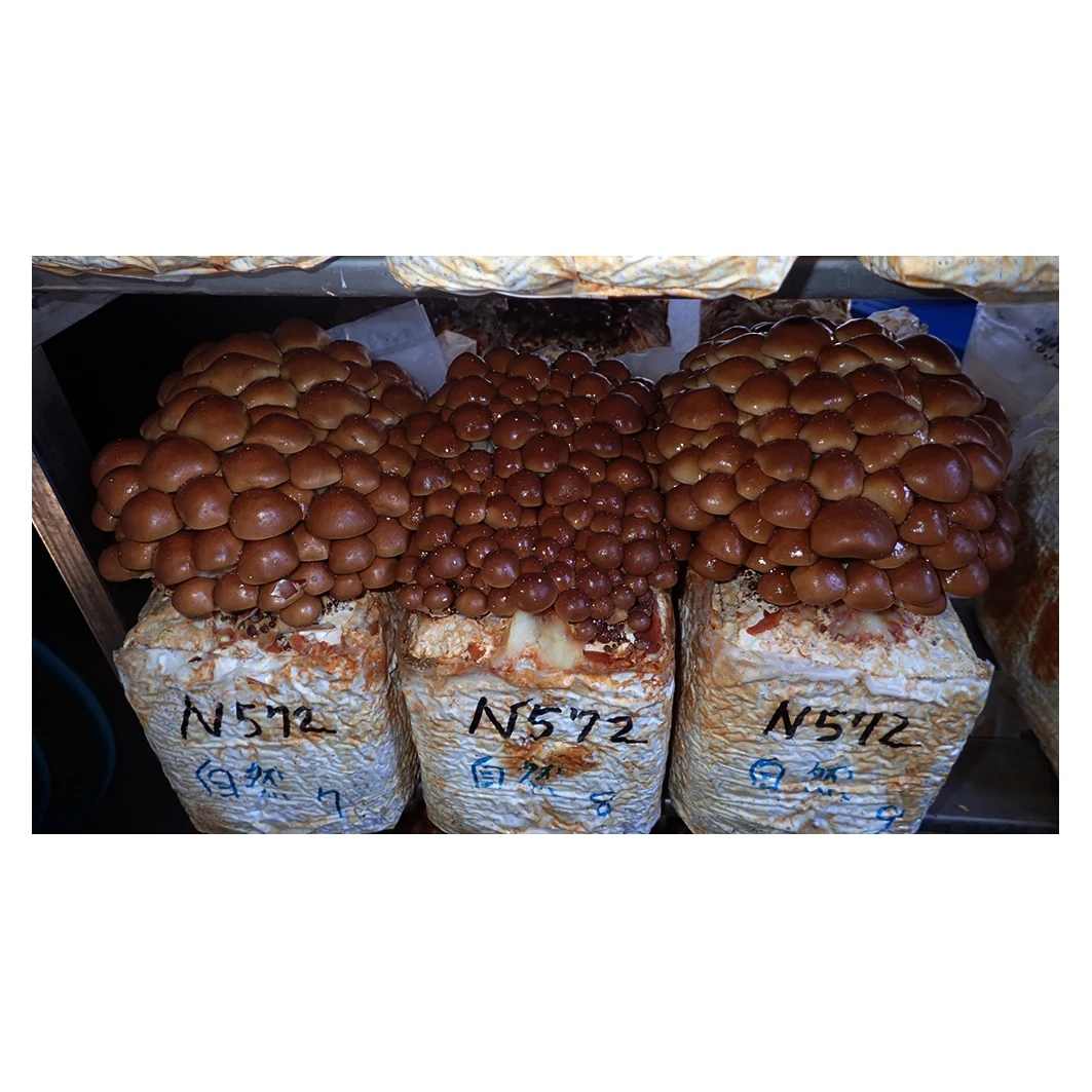 Inoculum for other button mushroom cultivation mixing machinery