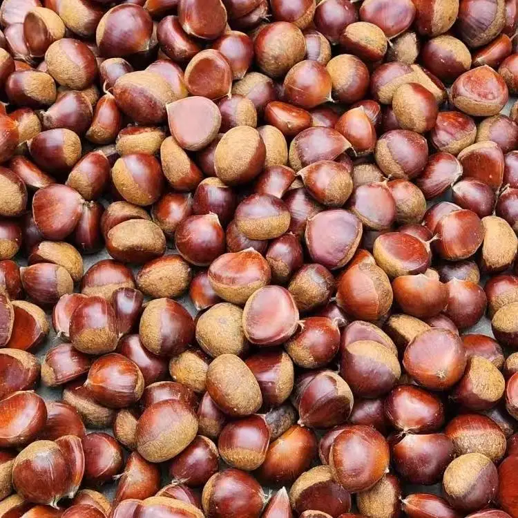 China Healthy Organic Chestnut Export Fresh Raw Chestnut Wholesale Cheap Price for sale