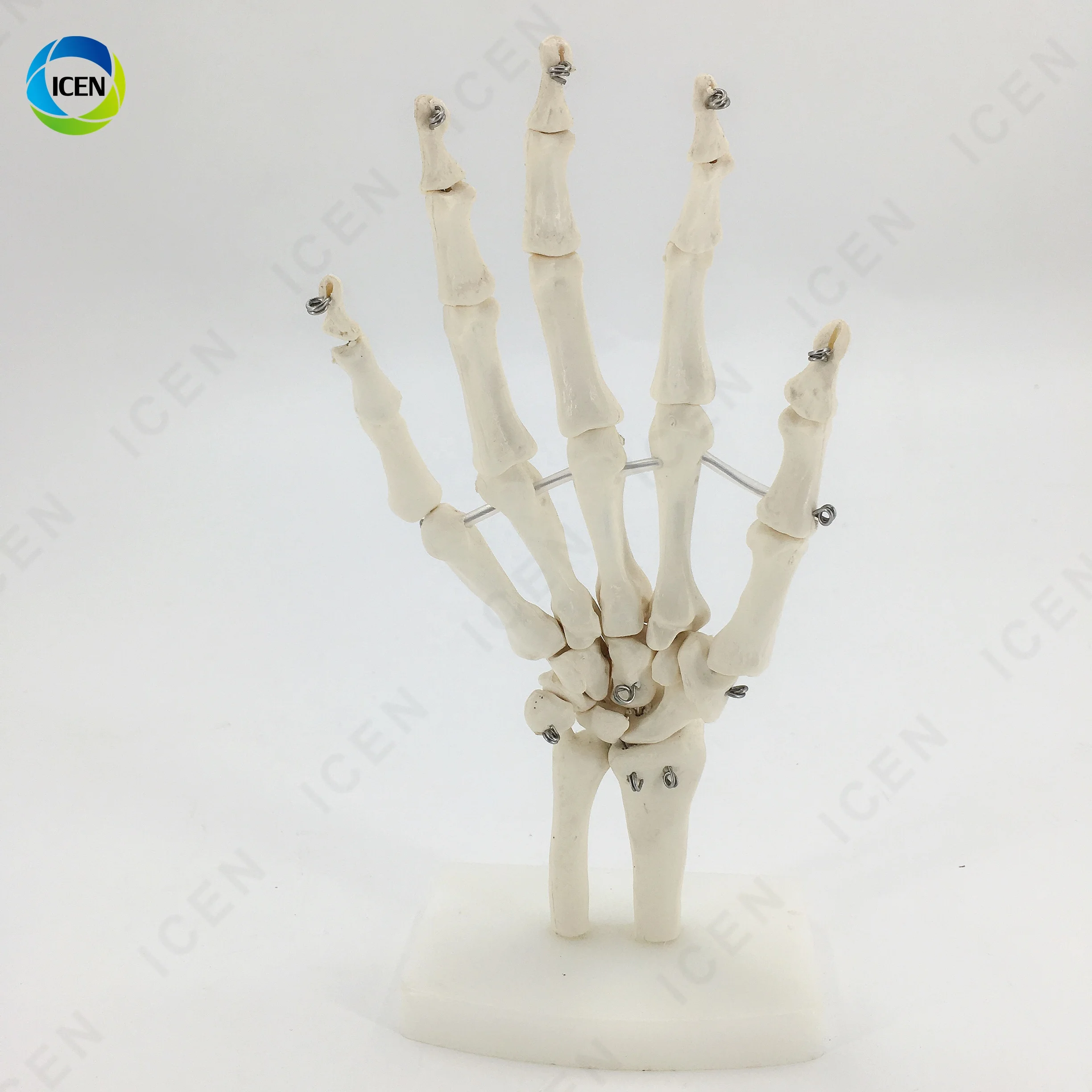 IN-M14 Medical Science Hot Sale Life-size Hand Joint With Ligaments Anatomical Model With Best Price