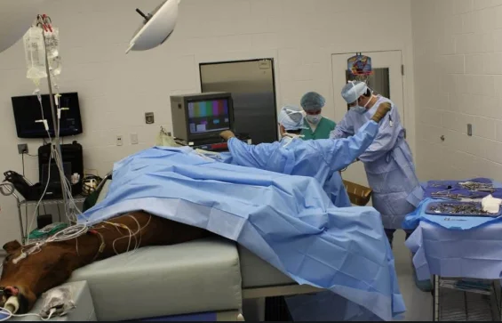 
VSA-7B02 Vacuum Splint Veterinary Equipment Horse Veterinary Surgery Mattress 