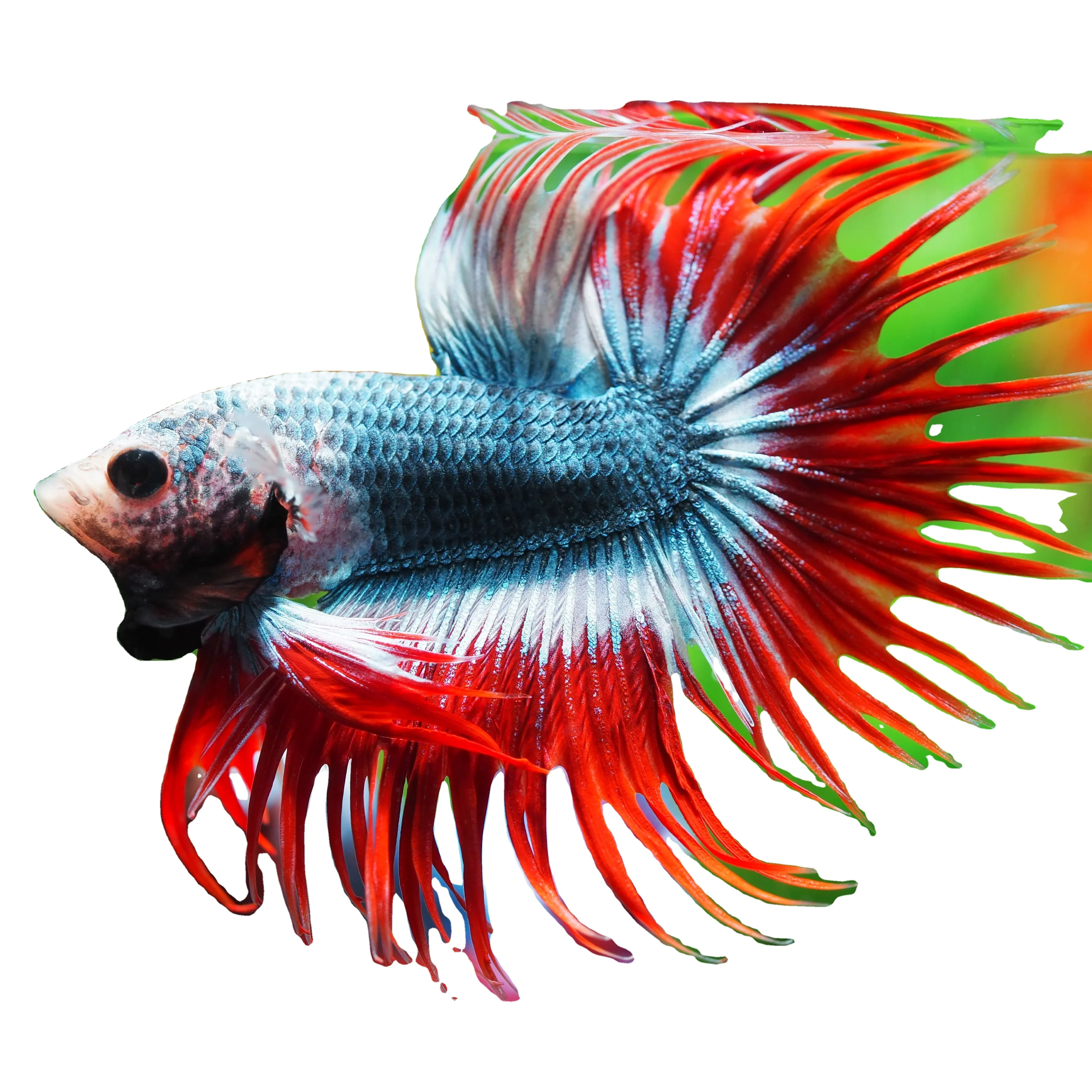 CROWNTAIL THAILAND - Multicolor Thailand Betta Fish Premium Quality Plakat Siamese Fighting Fish Ornamental Aquariums