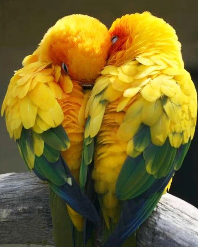 
5d Diy Art Diamond Painting Wholesale Full Drill Resin Parrot Mosaic Kits Diamond Painting Flower For Arts and Crafts JJH 2176 