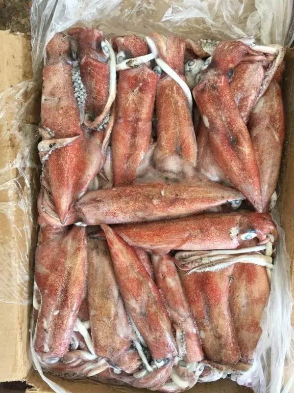 box packing frozen loligo squid tube