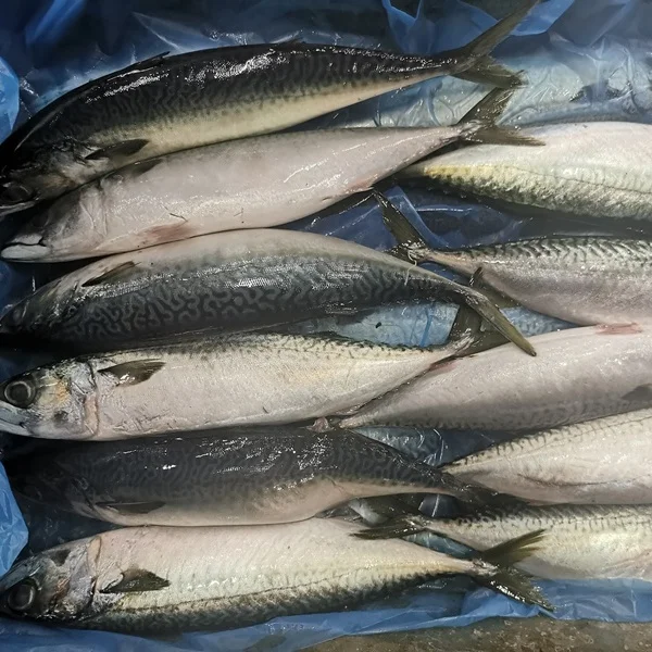 Frozen Bqf 300500gpcs Mackerel Whole Round Pacific Exported To Egypt 100200g Fishes Prices Land 300500g Sealand