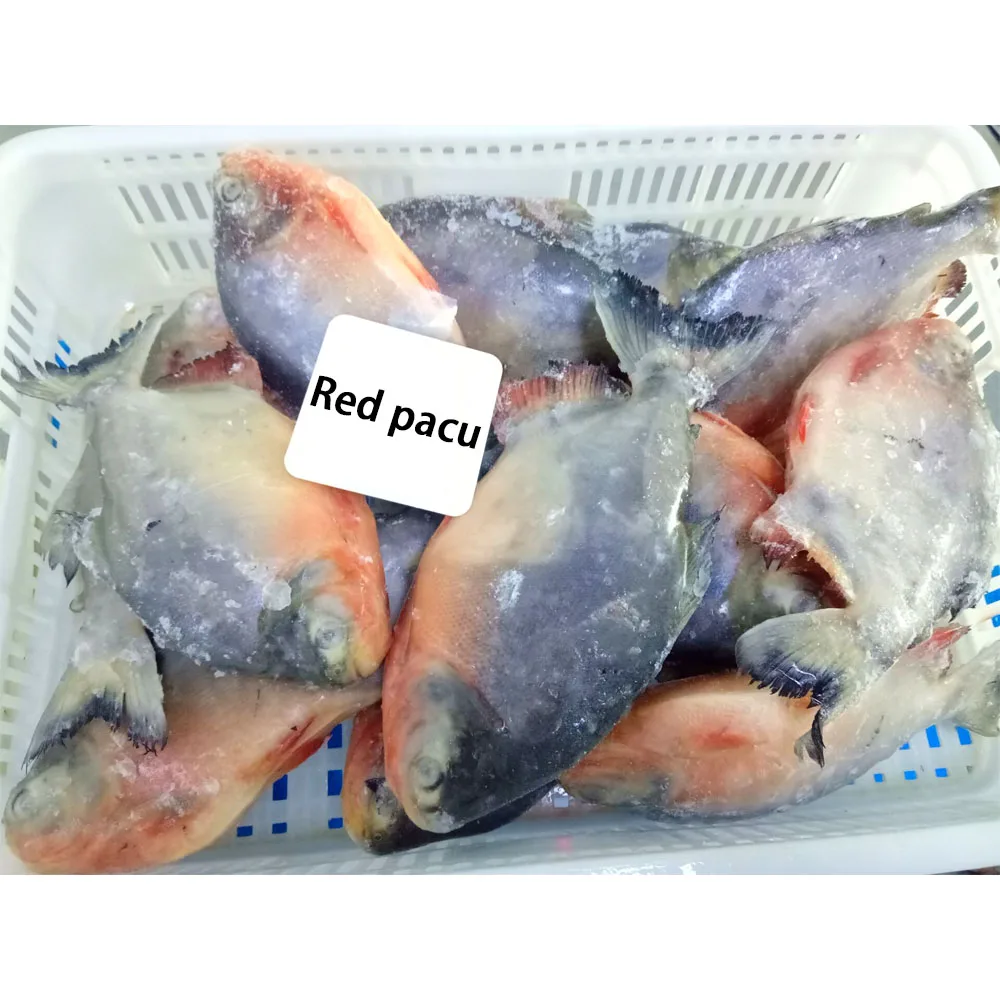 Frozen red pacu frozen red pompano fish vacuum pomfret fish leveranciers van ponpano/pomfret frozen red pomfret fish