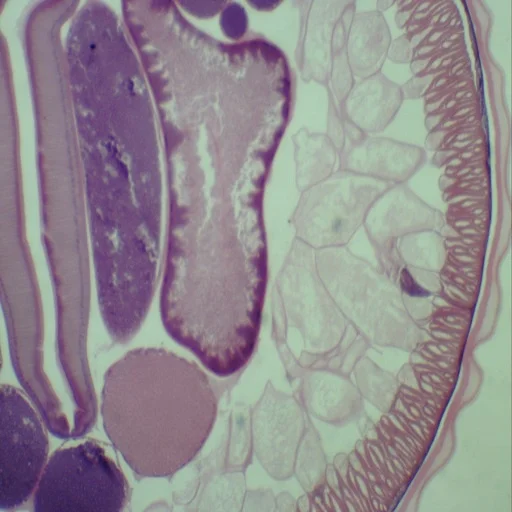 Parasitology Prepared Microscope Slides High Quality Images Long-Term Use Educational Prepared Slides for Schools Faculties