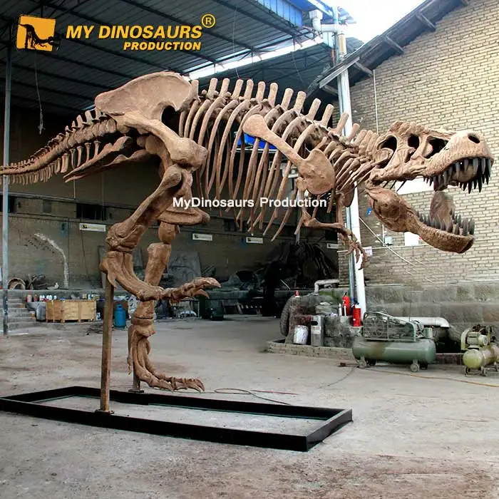  MY DINO DS099 скелет динозавра из стекловолокна для