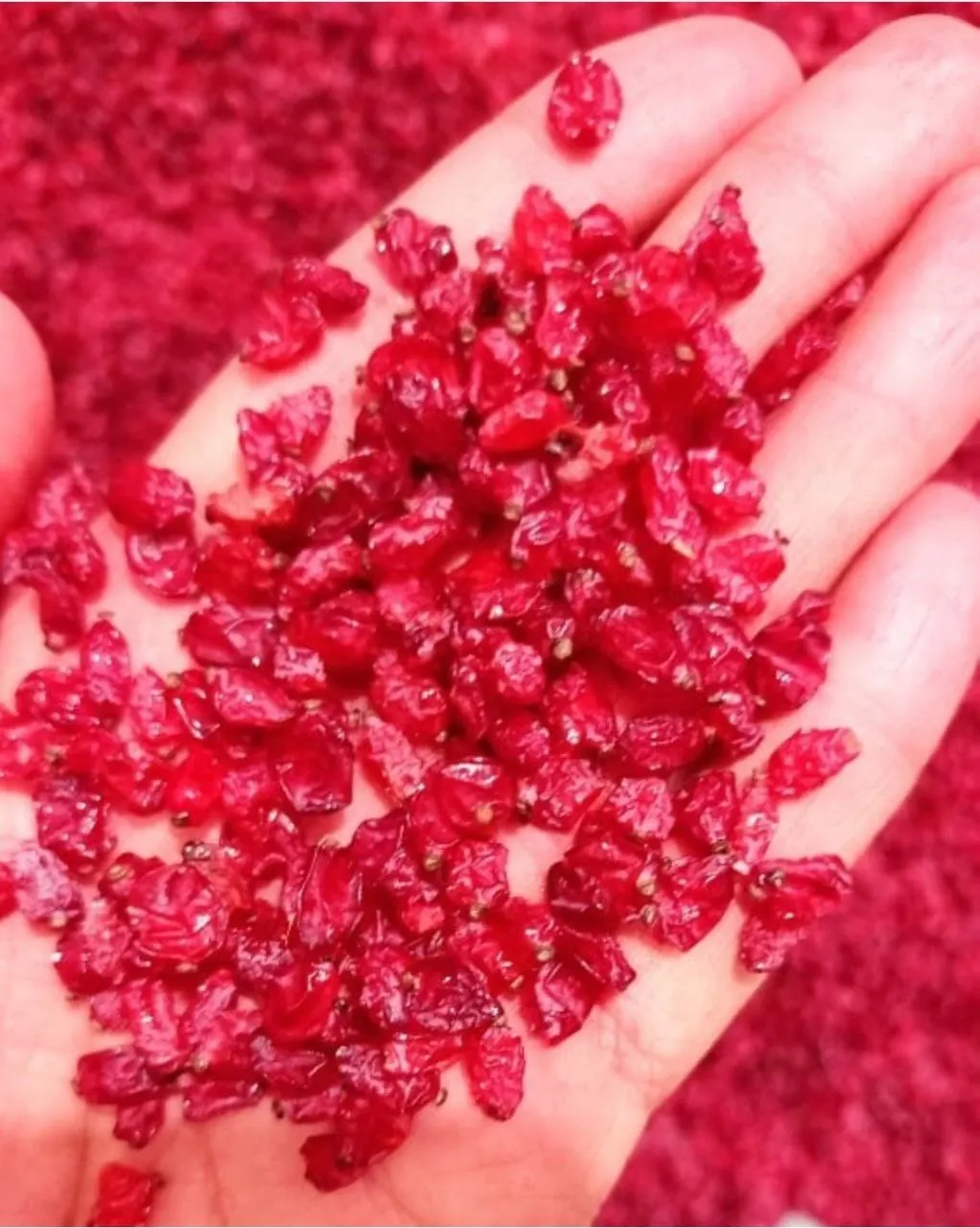 Barberries Dried Barberries  Bulk High Quality Barberry - Zereshk for Sale