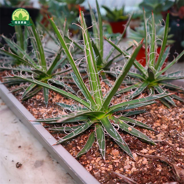 Натуральные Редкие горячие продажи, суккулентные растения, живые агавы для дома и сада, детский сад