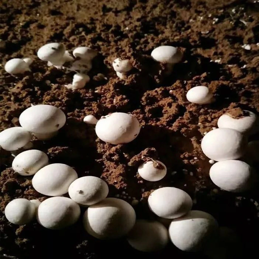 
white button mushroom compost 