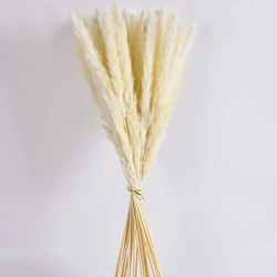 Wholesale Natural Dried Pampas Grass Decorative Flower Best Natural Real Dried Pampas Grass bouquet for wedding decor house deco