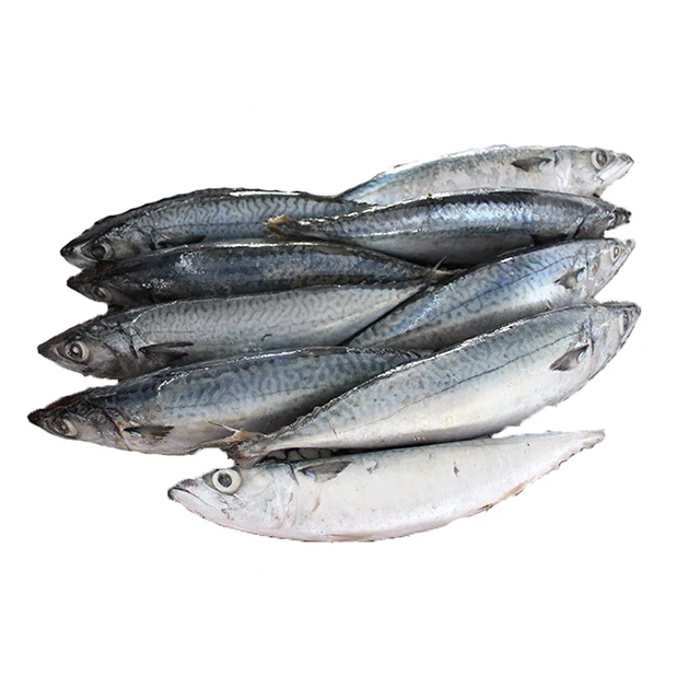 300 - 500g Fresh Sea Food Pacific Mackerel Fish Frozen