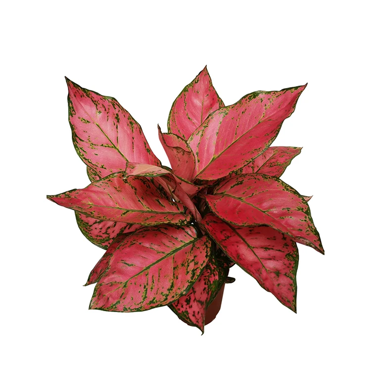 
Прямая поставка с завода, оптовая продажа, поднос для растений Aglaonema «Lady Valentine Red» 