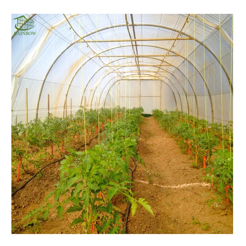 Small Tunnel Tomato Greenhouse with Irrigation System