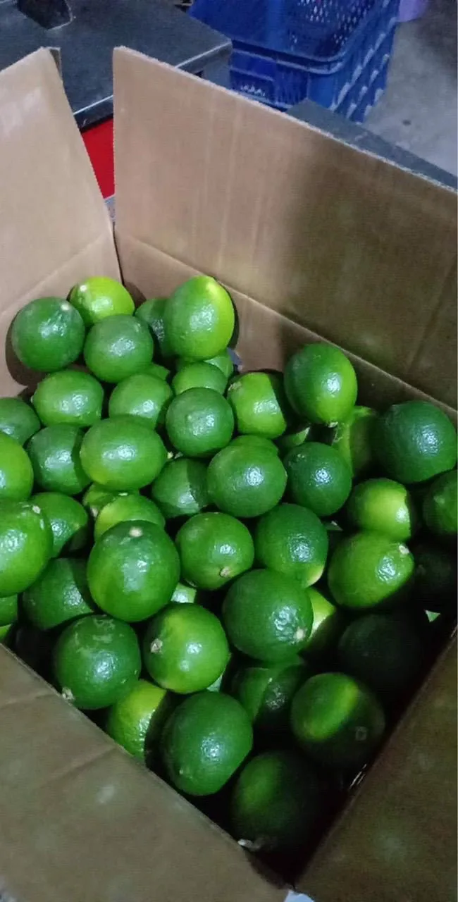  Свежий зеленый жиросжигатель без саженцев с витамином C популярный продукт для 2021 года подходит лета и предотвращает болезнь