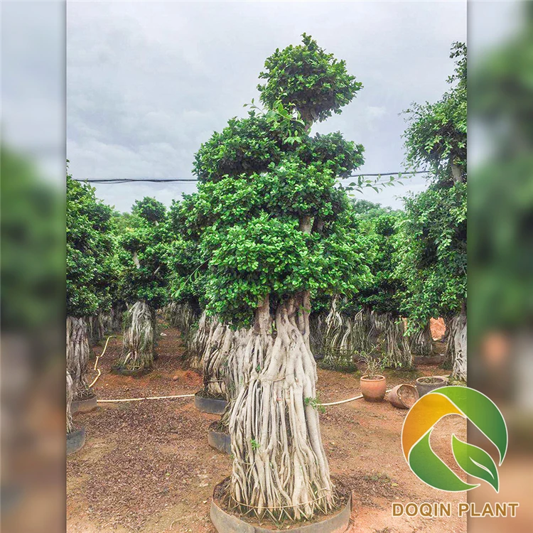 
 Китайский поставщик, бонсай, растения, живые фикусы, Microcarpa, бонсай, деревья  