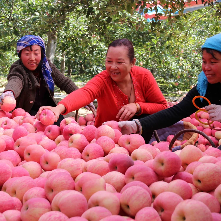 Свежие органические яблоки Fuji