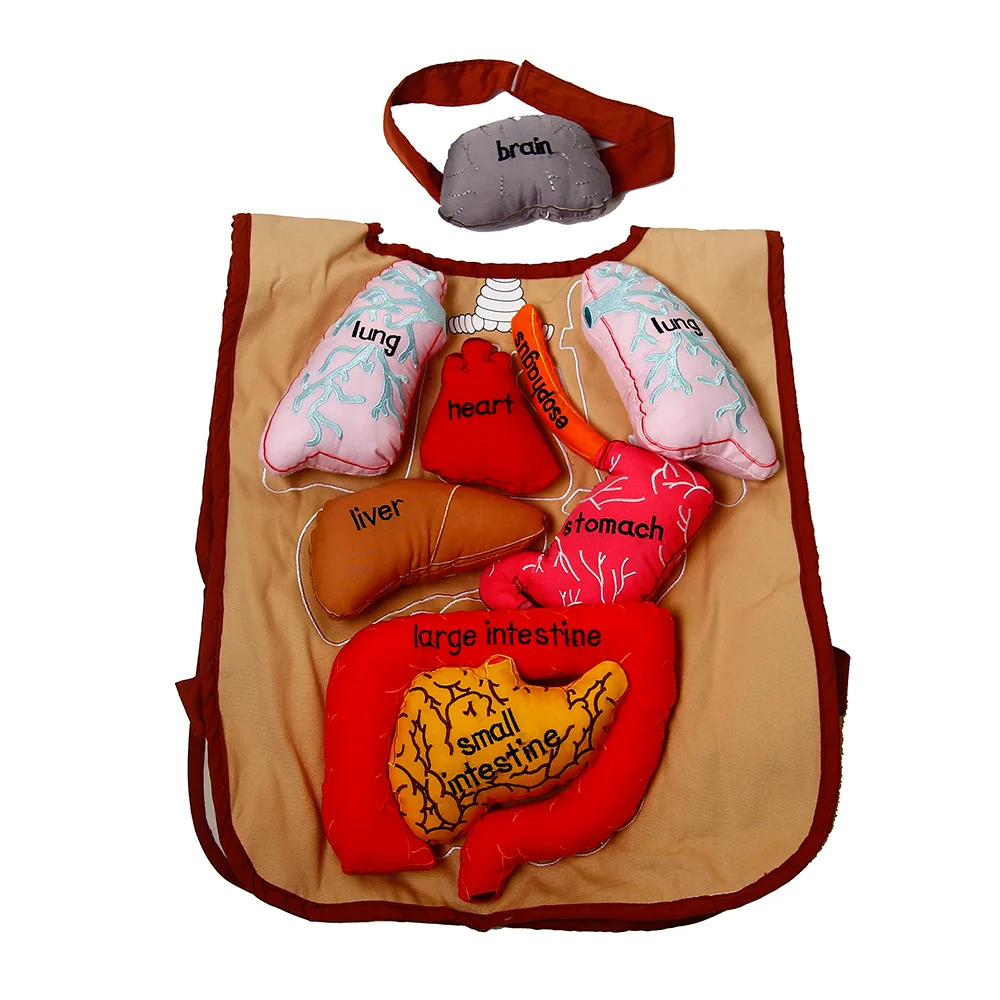 High quality baby english learning toys for leader joy montessori  body organ display apron
