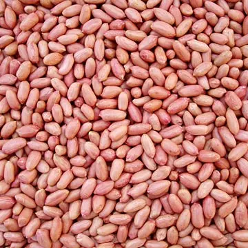 20g jumbo fried salted peanuts kernel