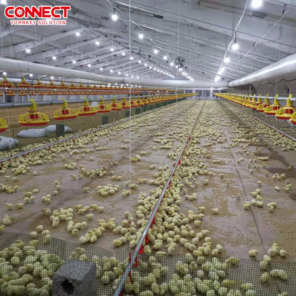 Complete Capacity Automatic Poultry Chicken Breeder Broiler Layer Farm Building Henhouse Raising Farming Equipment System Set