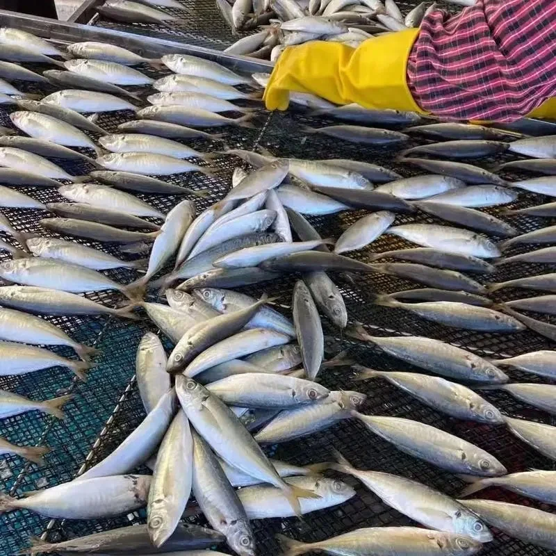 Sea Frozen Mackerel Fish Small Eye Round Scad Bulk Frozen Mackerel Scad Whole Round For Sale