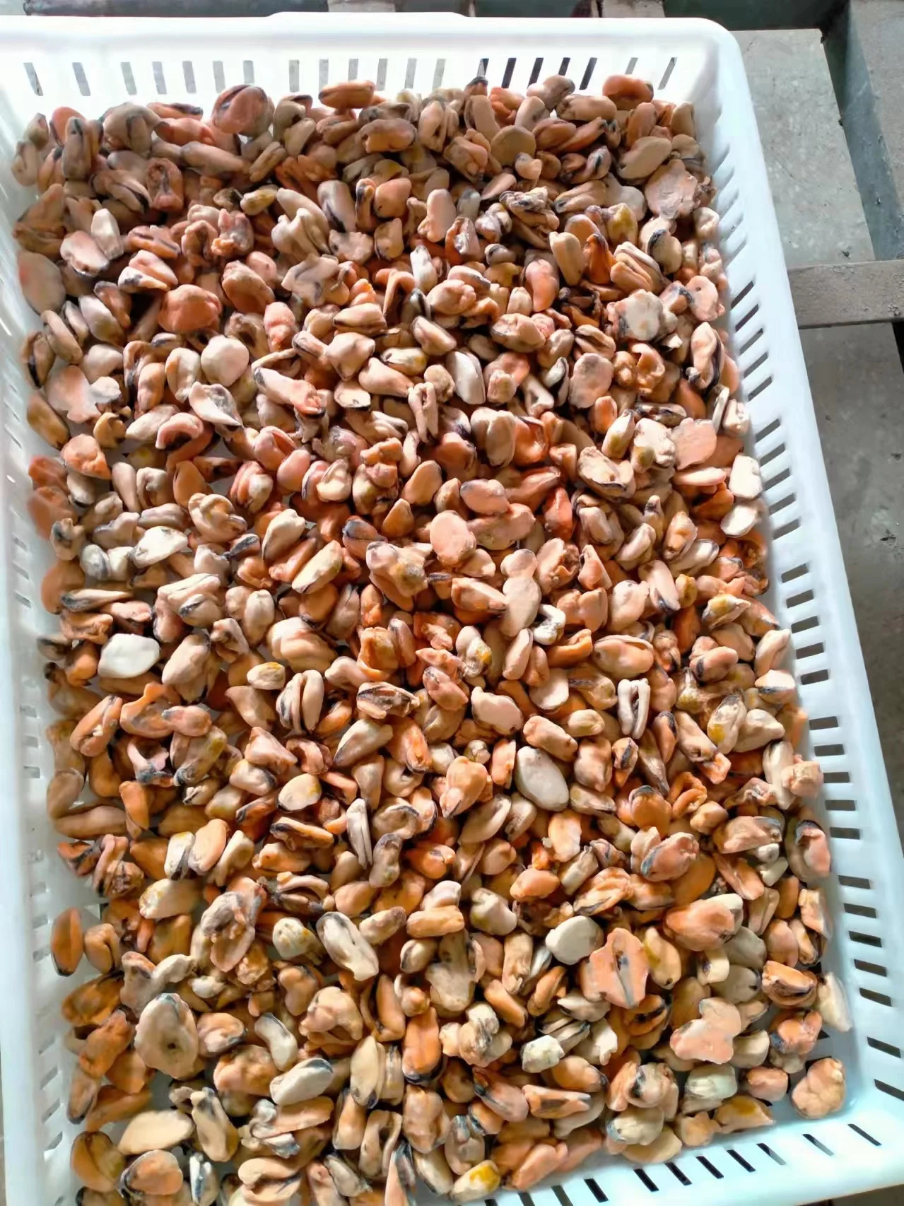 Wholesale Seafood Frozen boiled mussel meat IQF