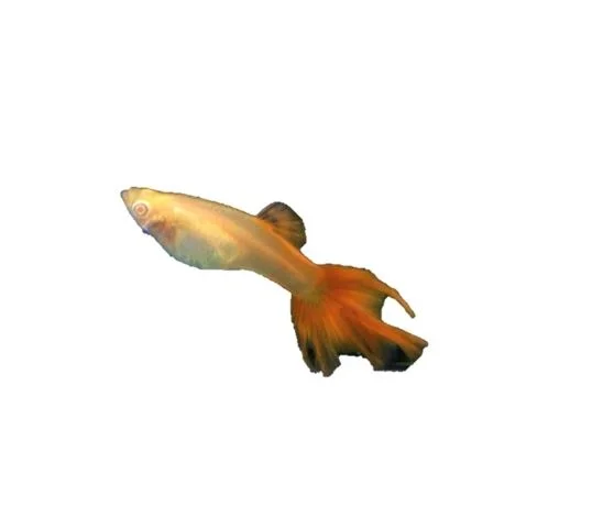 
ALBINO FULL RED SWALLOW GUPPY FISH - Multicolor Thailand Guppy Fish Premium Quality Ornamental Aquariums 