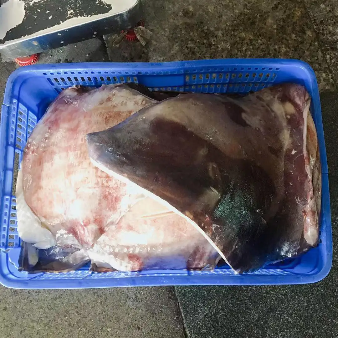 Frozen BQF peru squid wing Frozen Seafood Peru Giant Squid Meat Wing Squid Fillet 2000g+