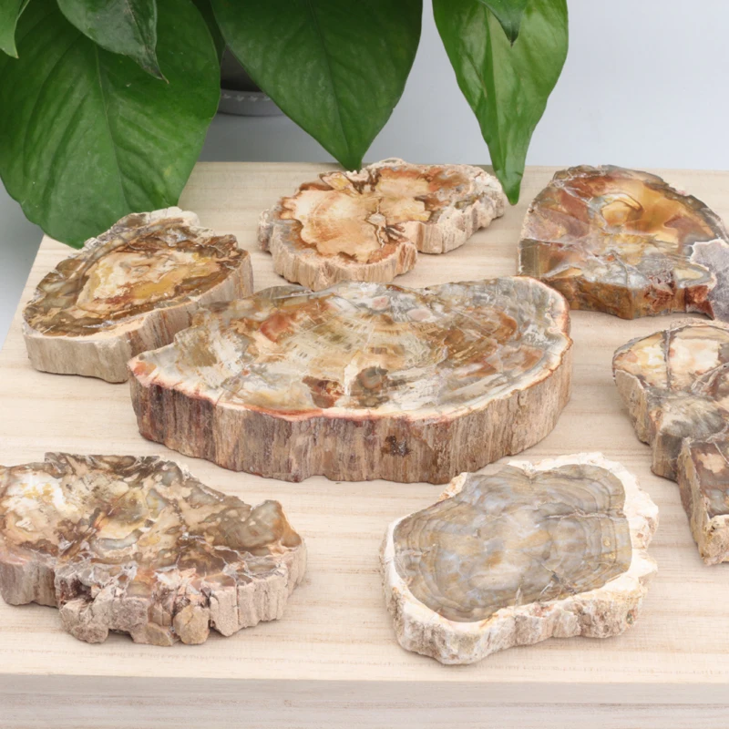 Wholesale high quality raw stone  petrified wood fossil wood stone slice for decoration