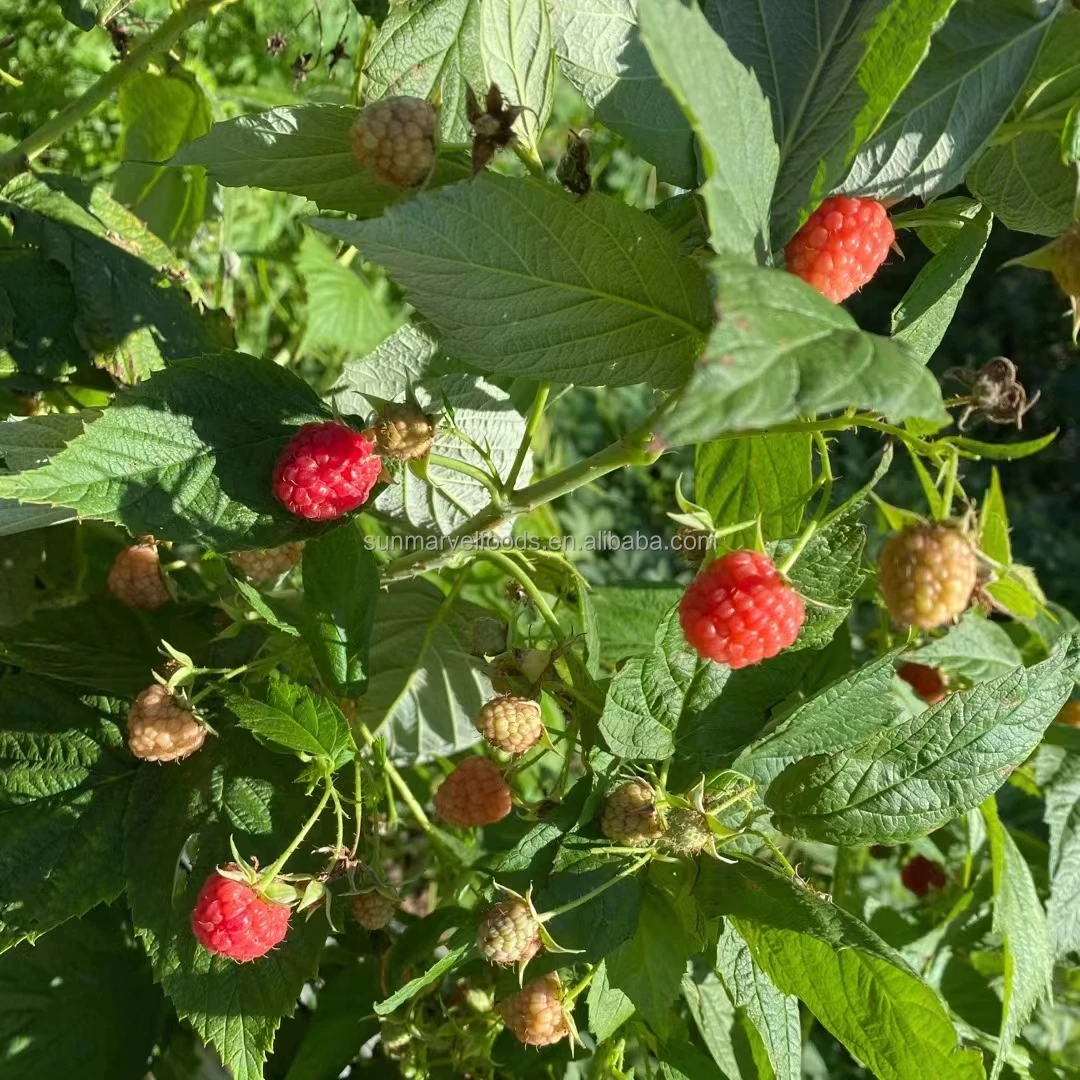 Замороженные фрукты IQF, замороженная Малина, крошка малины, ингредиент фруктового сока или пюре