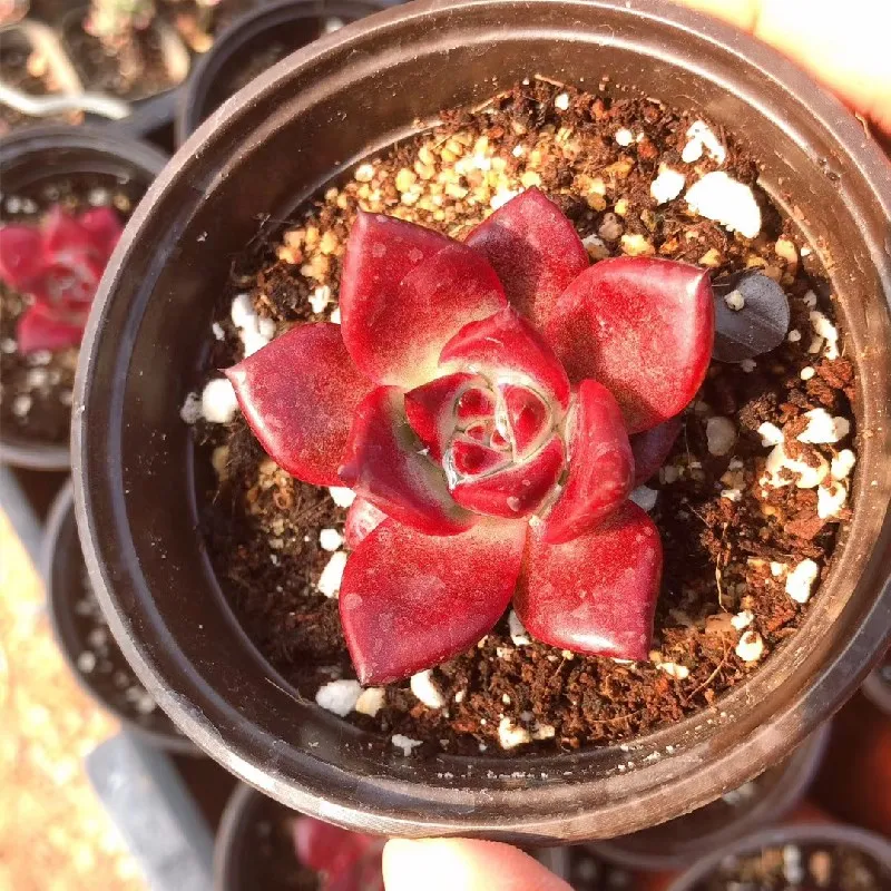  Живые суккуленты 1 97 дюймов Echeveria agavoides v Romeo Rubin натуральное растение оптовая продажа для детского