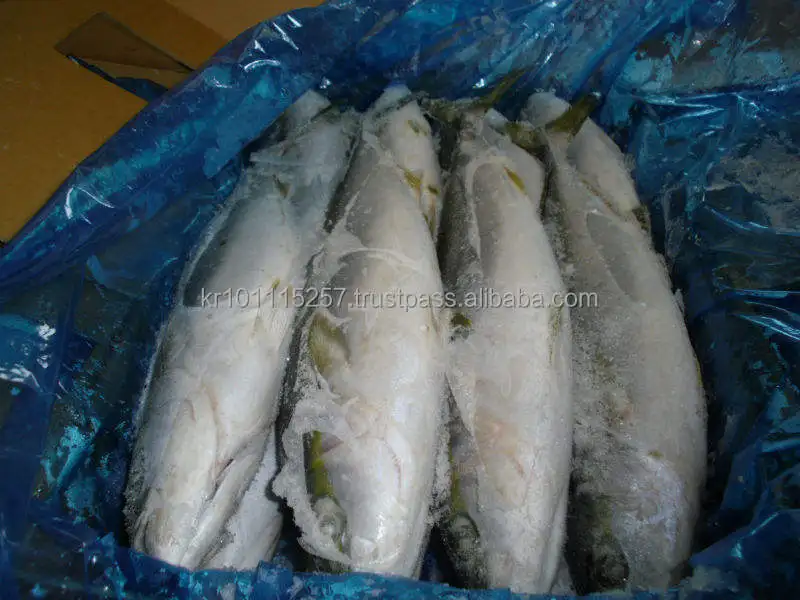 Good Price Hot Selling Factory Seafood Whole Round Fresh Frozen Chilled  Yellow Tail Fish