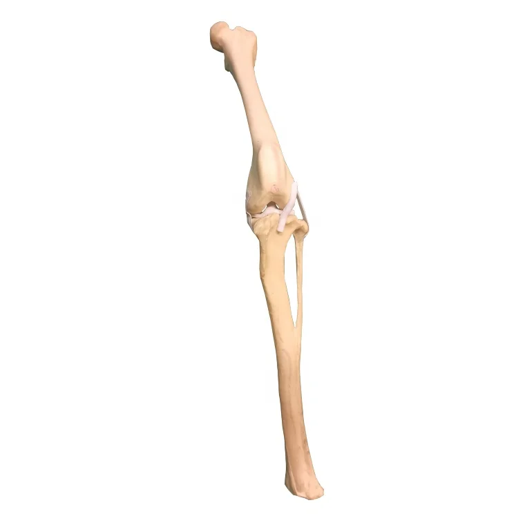 Surgical Practice Dog Femur and Tibia Bone