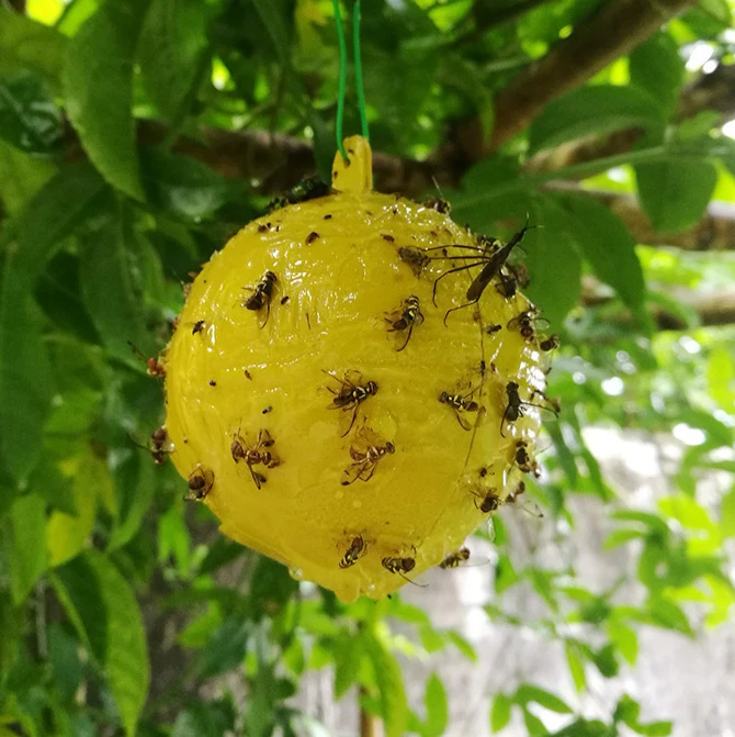 Sticky Fruit Fly Trap Balls Yellow Adhesive Fungus Gnat Sticky Balls For Plants Fly Catching Sticky Balls  Garden