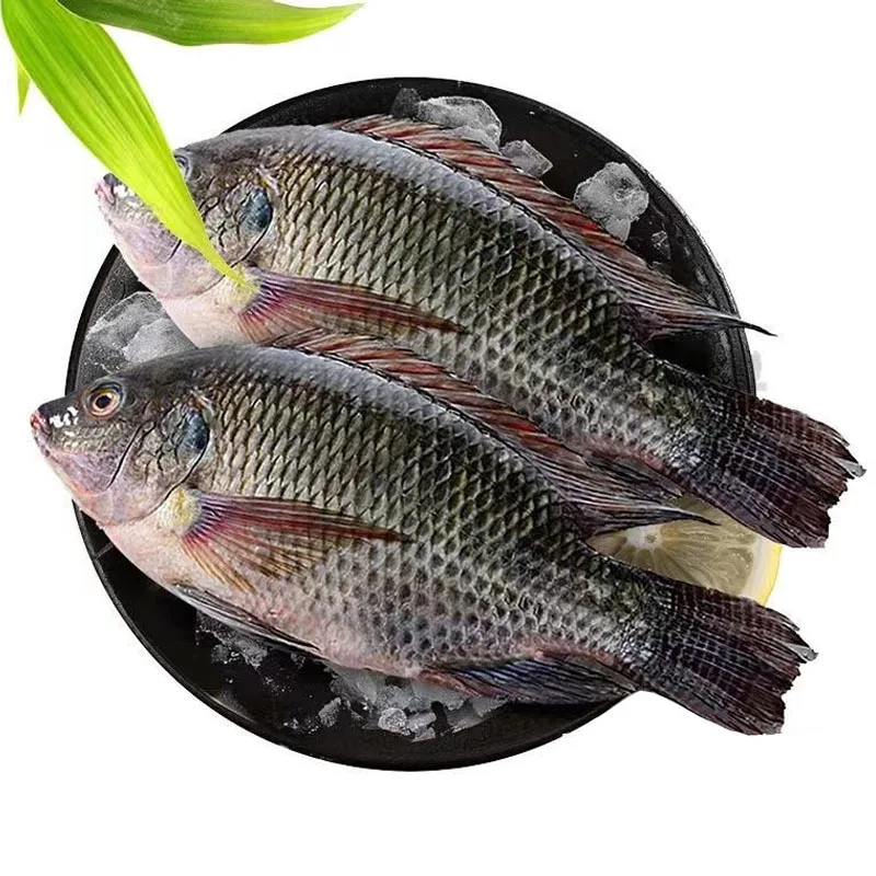 Китайская замороженная рыба Тилапия 300-500 г 200-300 г 100-200 г 600-800 г 200-1000 г 15%-20% остекление целиком замороженная Тилапия выпотрошенная и очищенная