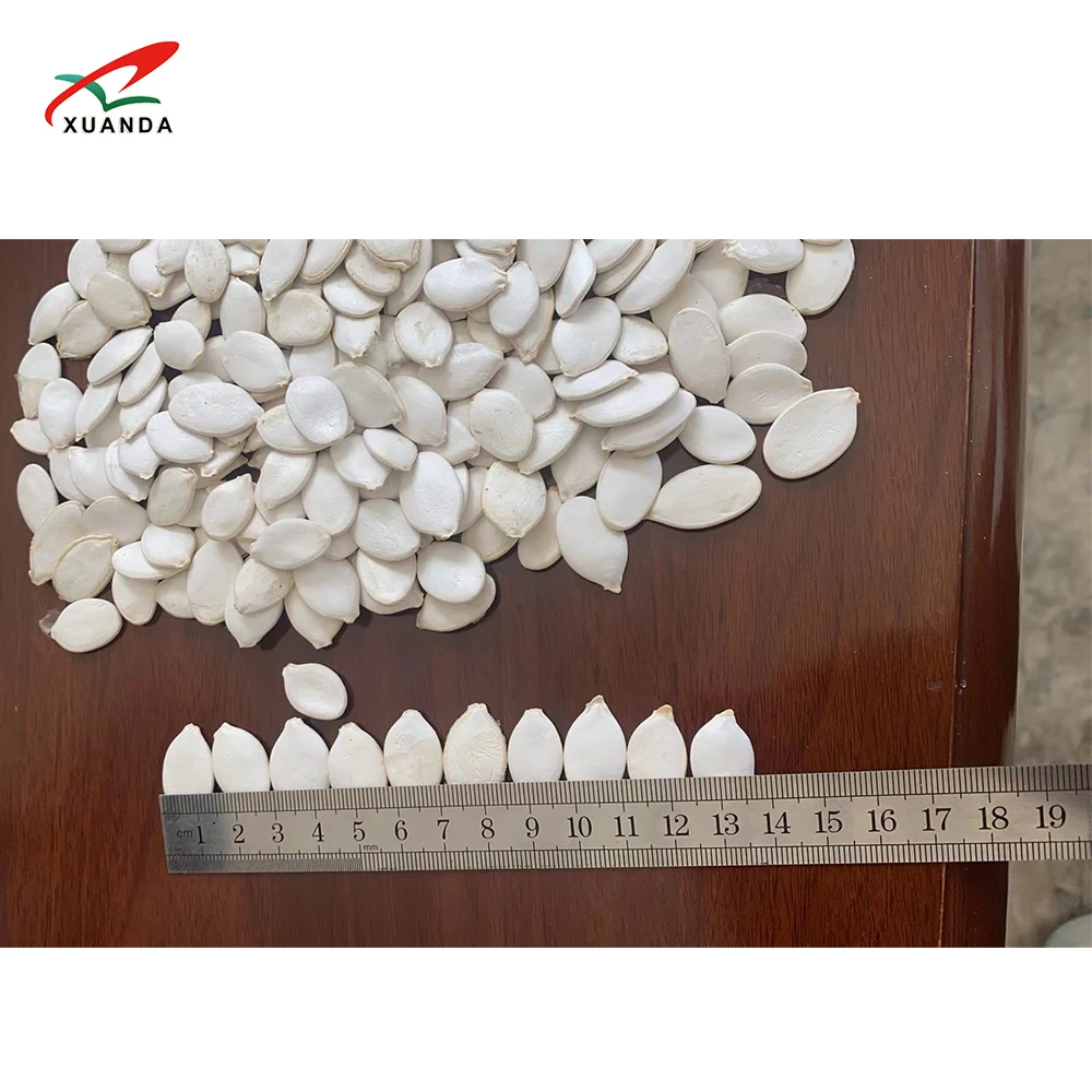 newest crop seeds and Nuts Hot Sale Dried Snack Top Grade 100% Natural Snow White Pumpkin Seeds