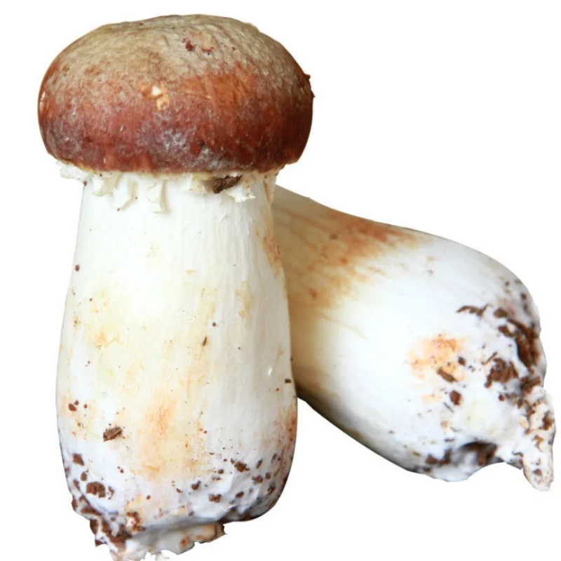 100% high quality BIO food grade pure 30% powder bisporus mushroom agaricus blazei extract for sale