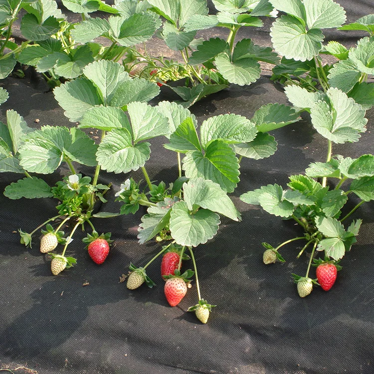 Agriculture nonwoven fabric PP Spunbond Nonwoven Fabric for crop frost cover protection