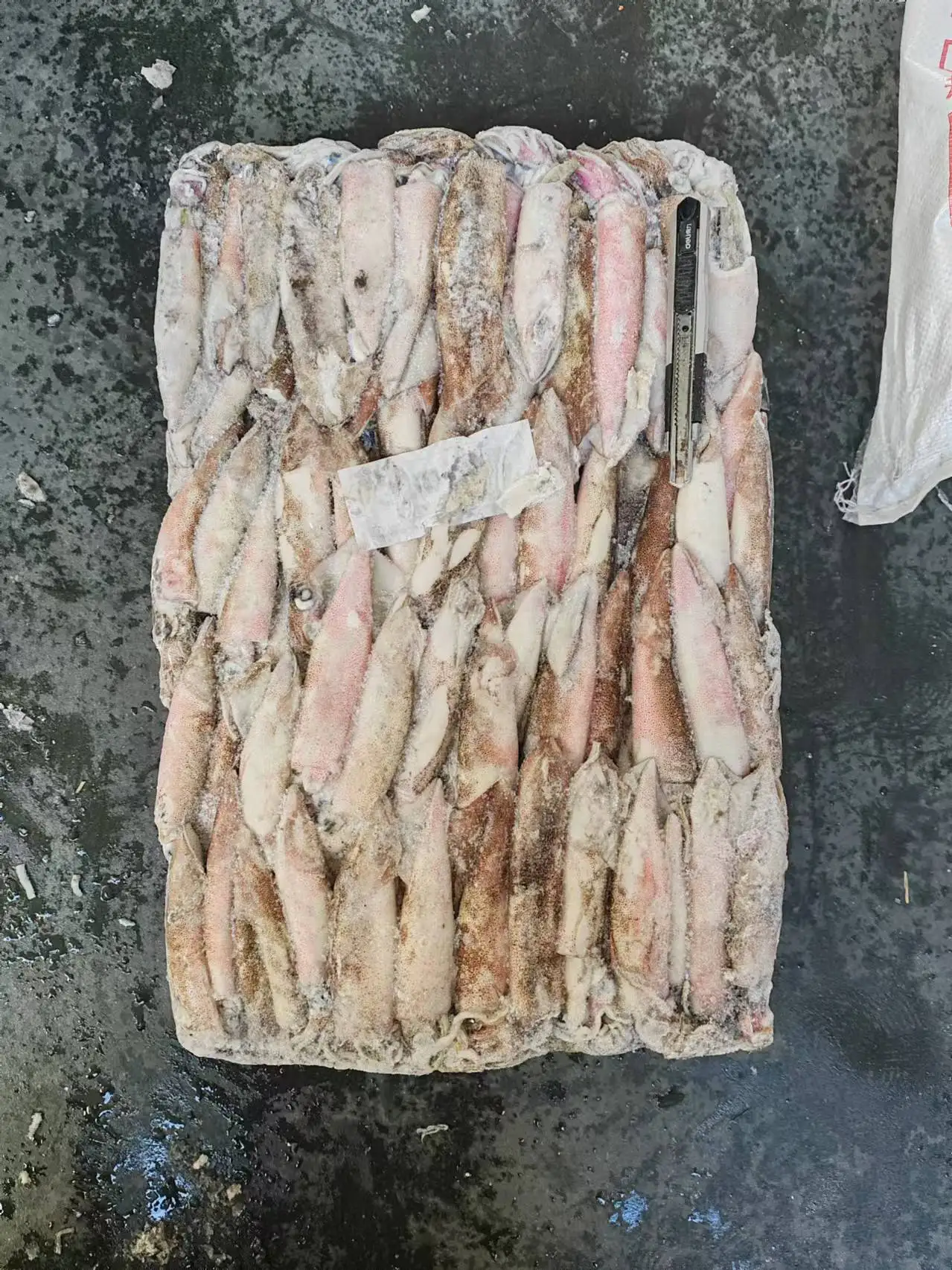 Good quality Loligo chinensis Frozen  loligo squid whole round squid whole round