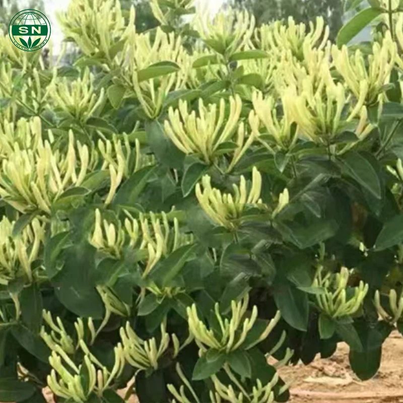 Honeysuckle Flower Tea Jin Yin Hua Chinese herbs Flavor Tea Natural Loose Leaf Tea