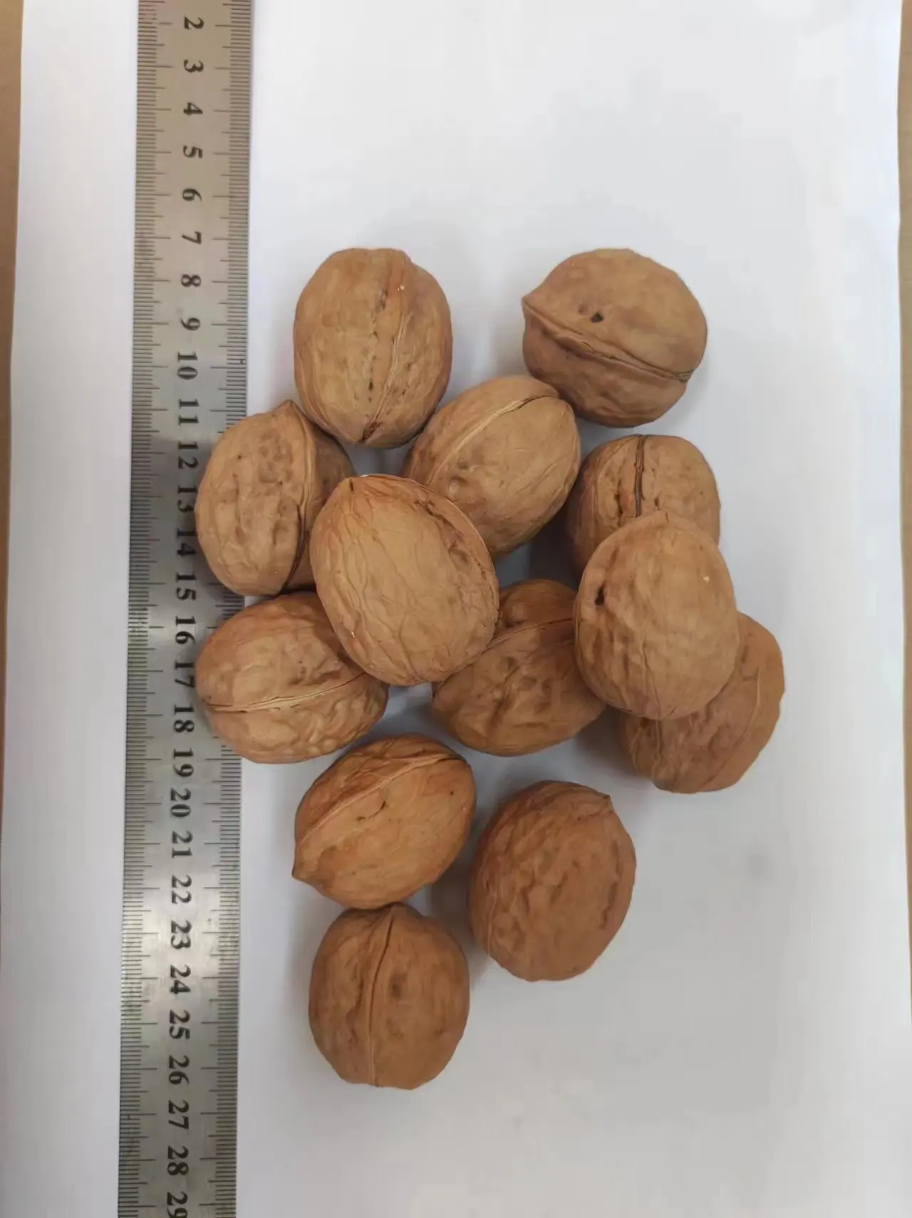 Supplier Walnut Xinjiang Bulk Dry Fruit Paper 33 185 Xingfu Thin Walnut in Shell