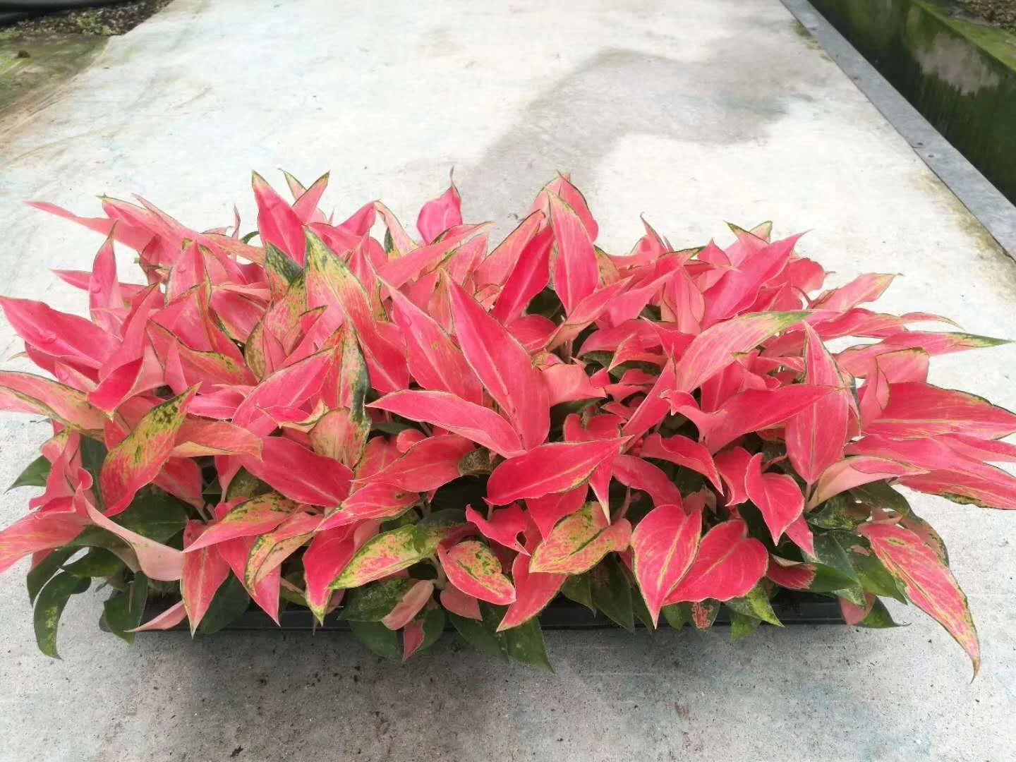 Саженцы Aglaonema для культивирования тканей саженцы китайских красных