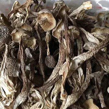 Dried Velvet Mushroom Best Price High  Organic Mushroom