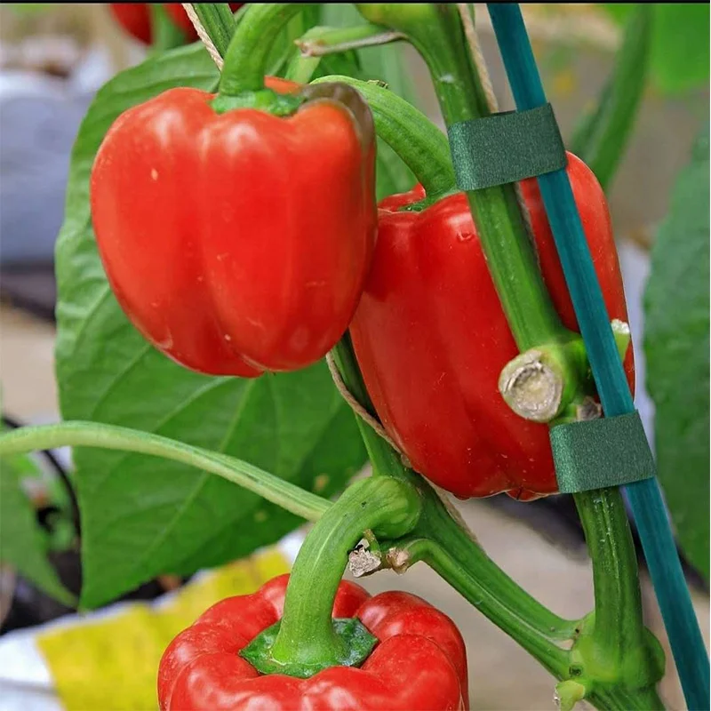 Garden Wood Sturdy Bamboo Sticks, Floral Plant Support Stakes for Garden Plants 50PCS Pack