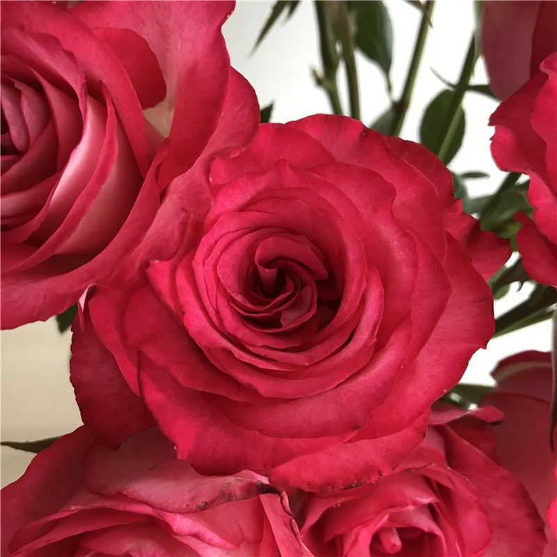 
Hot Selling Artificial Multiple Styles Blue Fresh cut Roses flowers For Wedding Party Club Ornament 